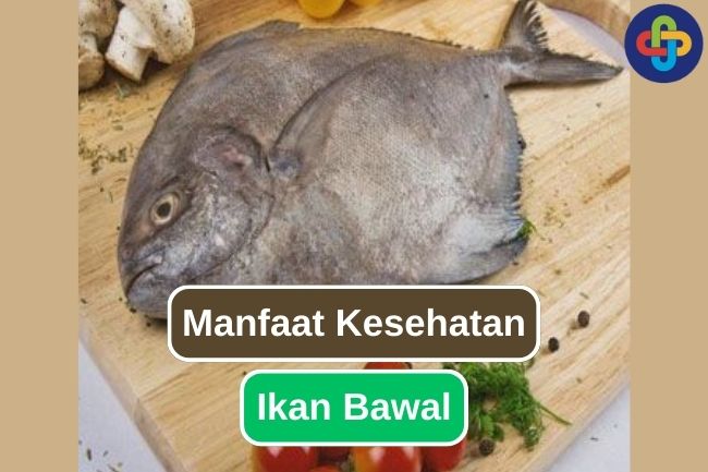 Makan Ikan Bawal Bisa Memberi 7 Manfaat Kesehatan Ini